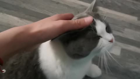 Touch the cat's head