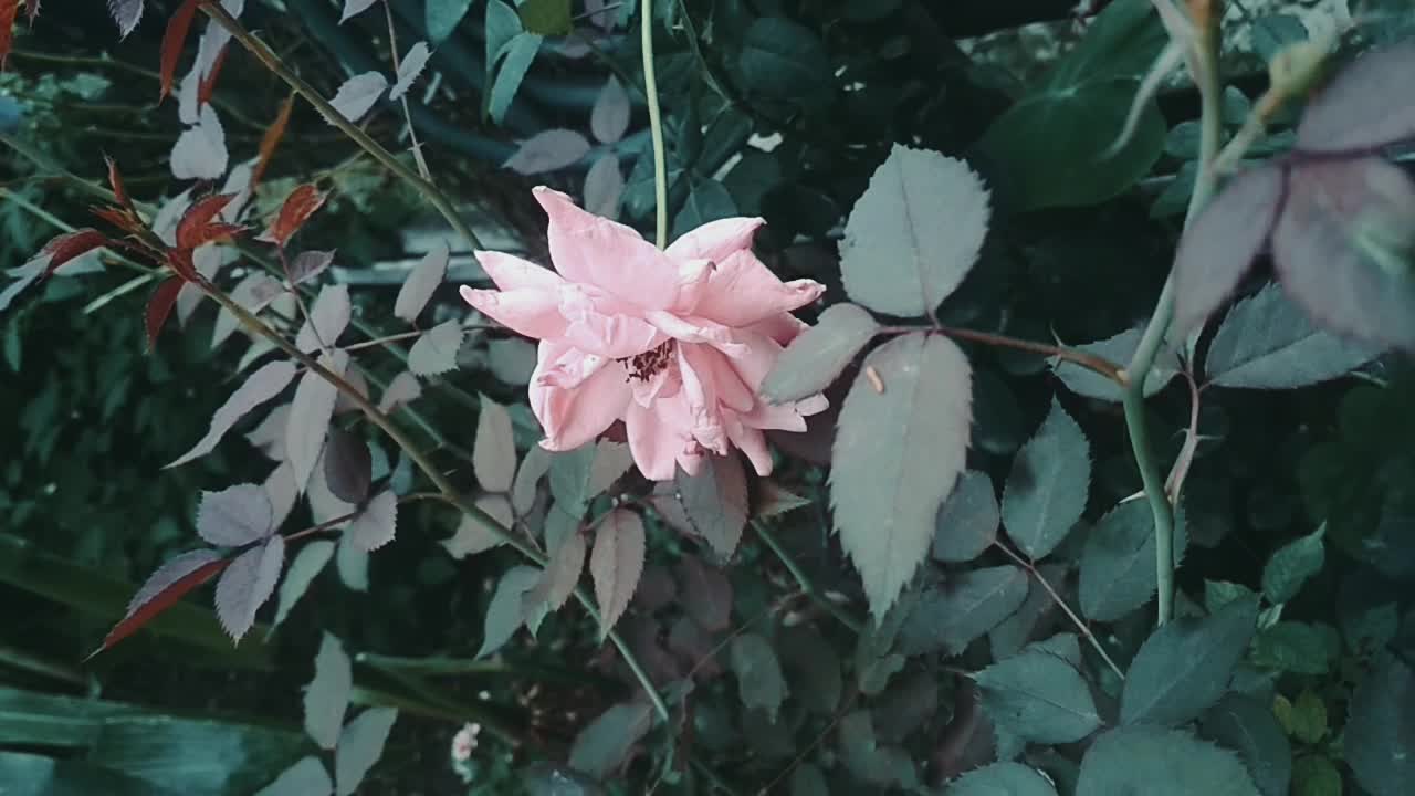 Couple flowers in my garden 🌻