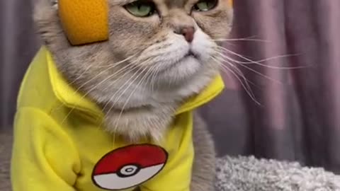 CATS will make you LAUGH - Funny CAT compilation