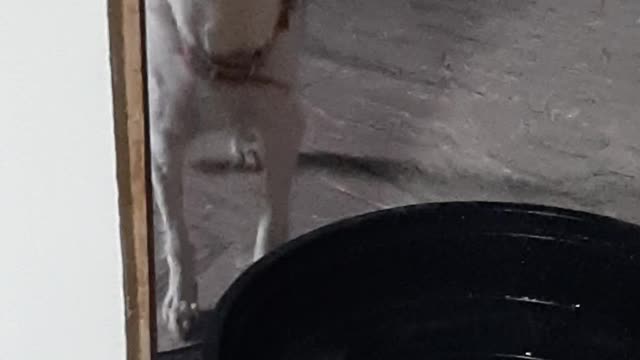 Dogie prank