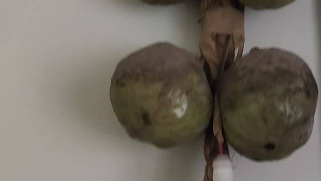 Fake Avocado