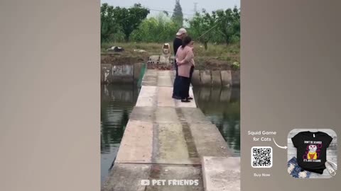 Funny Animals Video