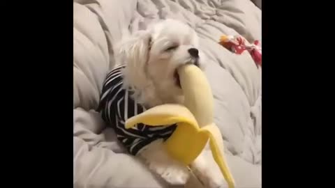 LMAOOOO.... Funny Animals