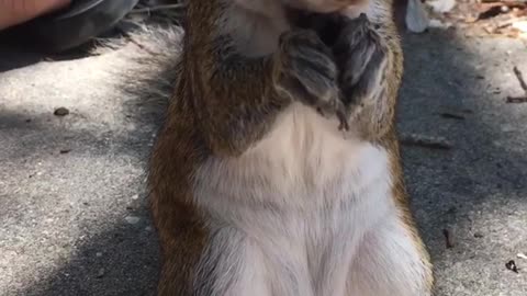 Brown squirrel eats nuts and blueberries out of plastic box