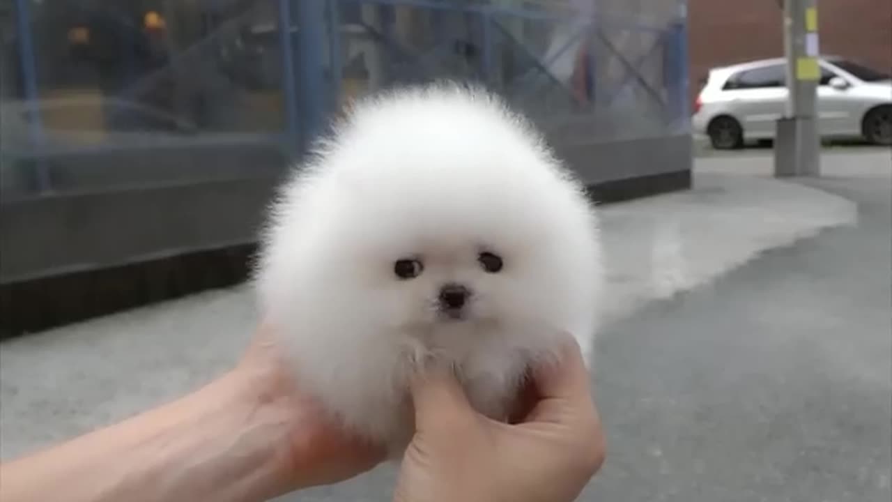 cute pet