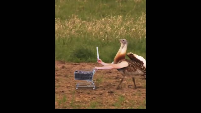 funny birds video funvideos