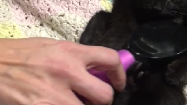 Brushing belly of black cat