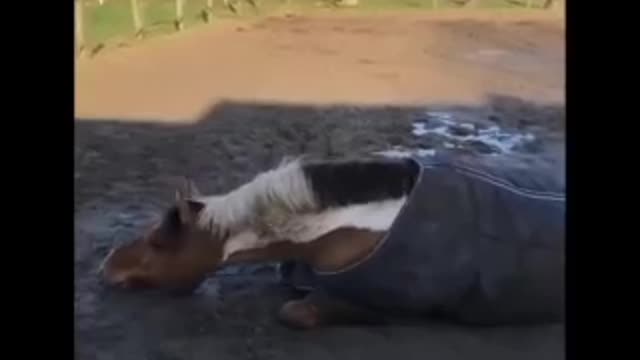 Cute And funny horse Videos Compilation cute moment of the horses Soo Cute! #6