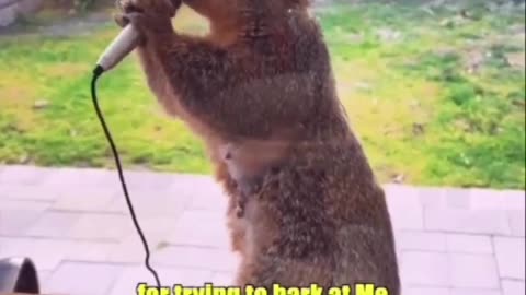 Squirrel Rap