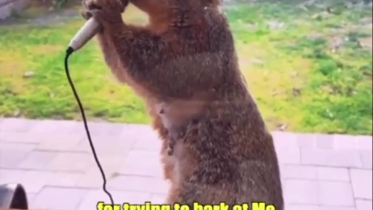 Squirrel Rap