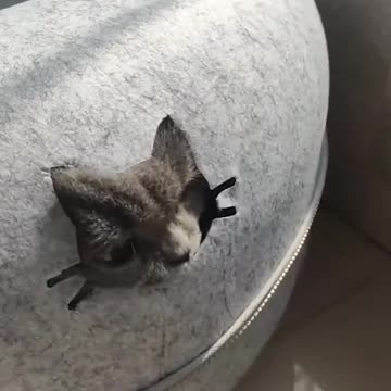 What an adorable cat!#USA #Canada #Viral #Famous #trending #UniqueVideo #Viralclips #germany