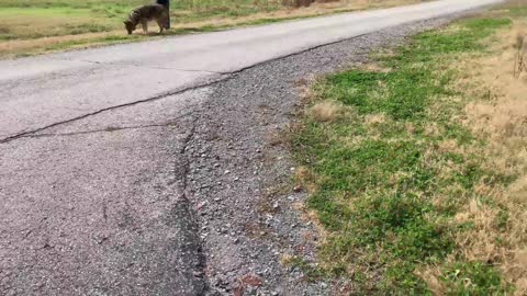 Reactions From People and Dogs While Walking Wolfdog Puppies In Crowded Park What You Can Expect