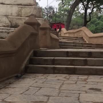 Love the natural birds