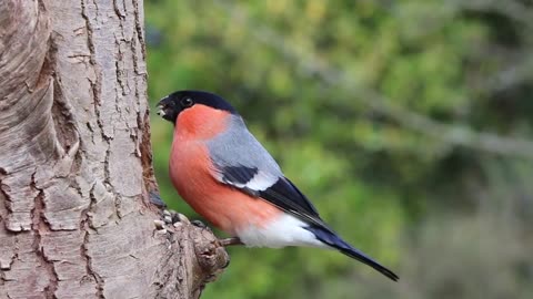A bullfinch perched in a tree eating a seed.