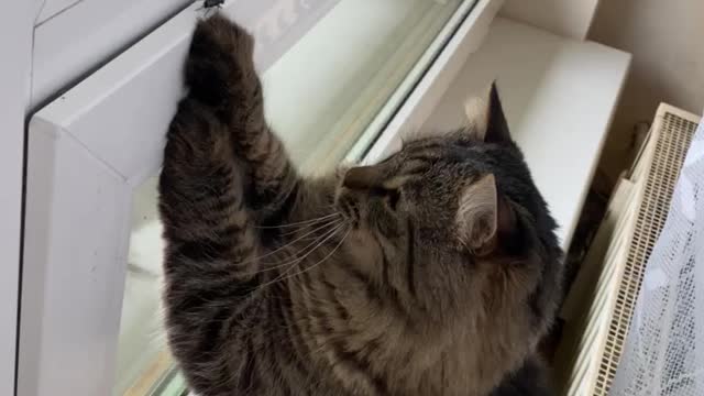 Cat against a fly.