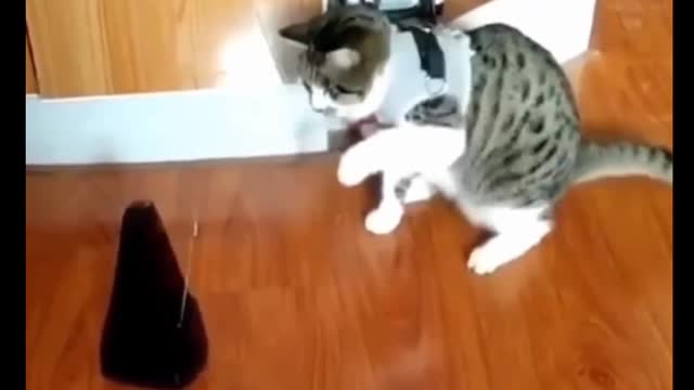 Cat Comedy Video Cat Funny video Part34 #CatShort #CatVideo