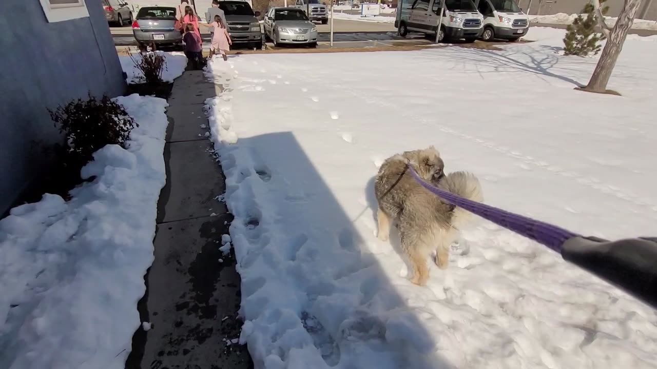 Pixie's 26th Day With Drew - Caucasian Ovcharka Dog - Caucasian Shepherd