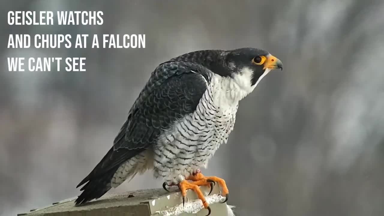 The [Falcon] Bachelor