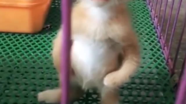 Cute Cat Playing In Our Home [ Watch Till End ]