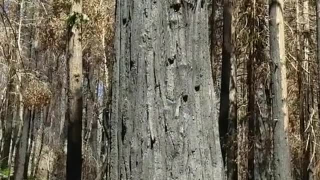 Huge and Hazardous Tree Laid Down by Loggers