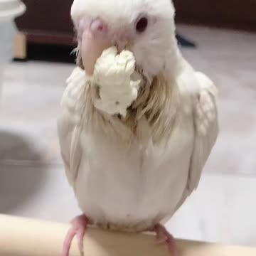 Minibuger cockatiel 4