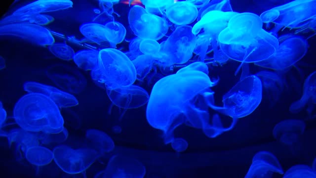 beautiful jellyfish swim in the ocean