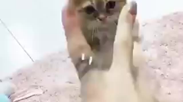 Cute baby cat dancing