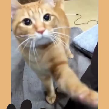 Heartwarming Story about Dog Ep.8_2 #shorts #dog #ShikyFAV