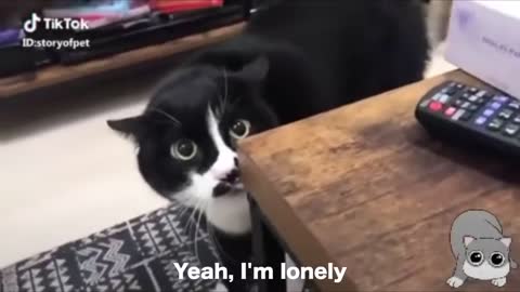 Cats speaking human language