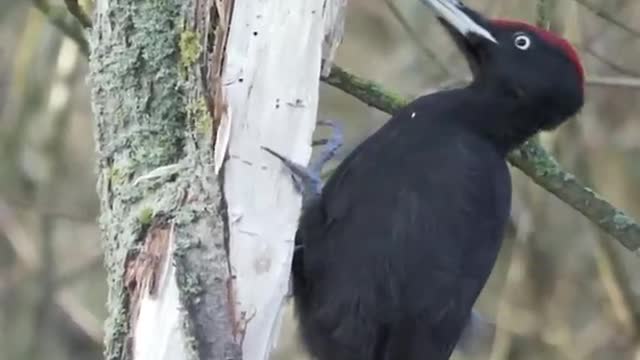 Woodpecker making his nest