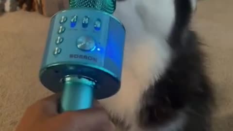 My Husky Singing | FUNNY DOG VIDEOS #husky #dogshorts #dogsinging #huskylife