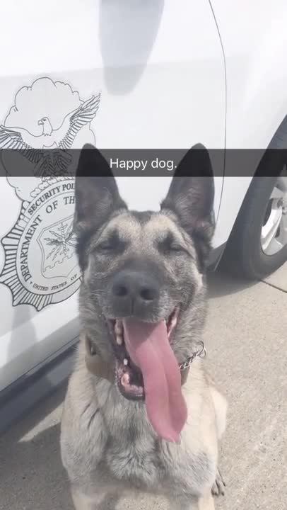 The happy police dog during work