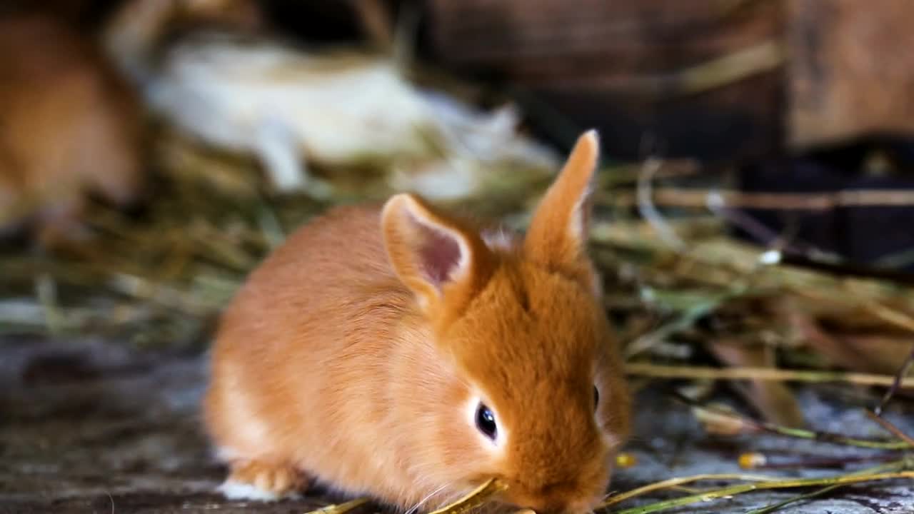 Red little rabbit playing around