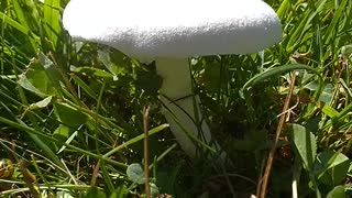 Mushroom