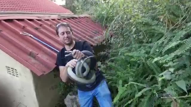 Monster snake