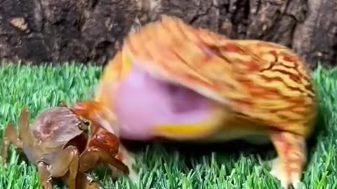 Frog attacks!!