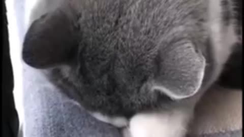Catfun🐱🎉,, video