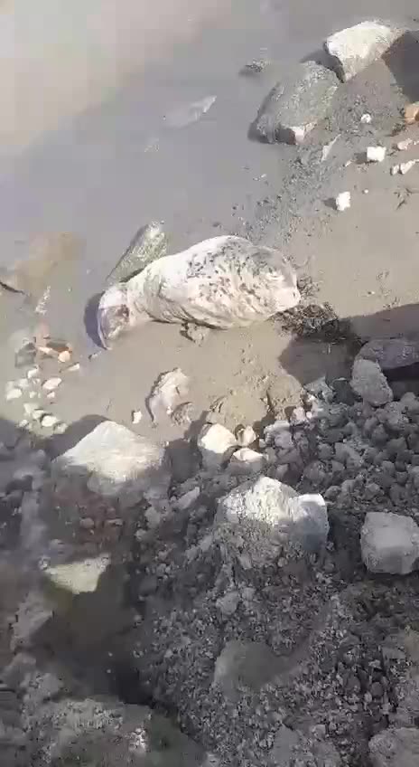 Baby seal sunbathing at the beach 😊