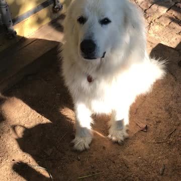 Adventures of Wulfie Episode 1