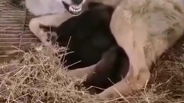 Wolf Mom Attacks Camera Man