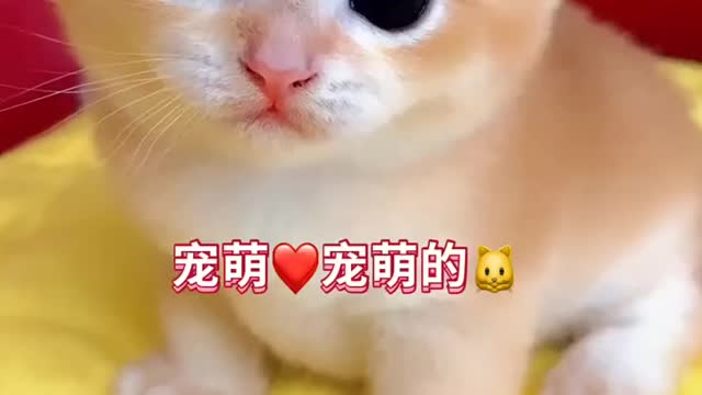 pets kitty foryou catlover catsoftiktok funnyvideos #shorts​