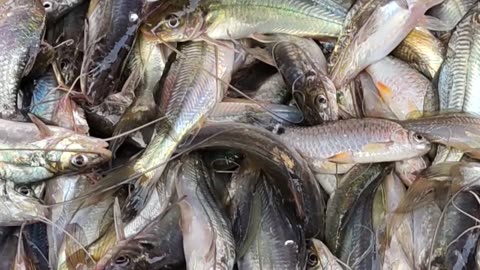 Nice Tengra Fish Video In Fish Market Dhaka Bangladesh#shorts