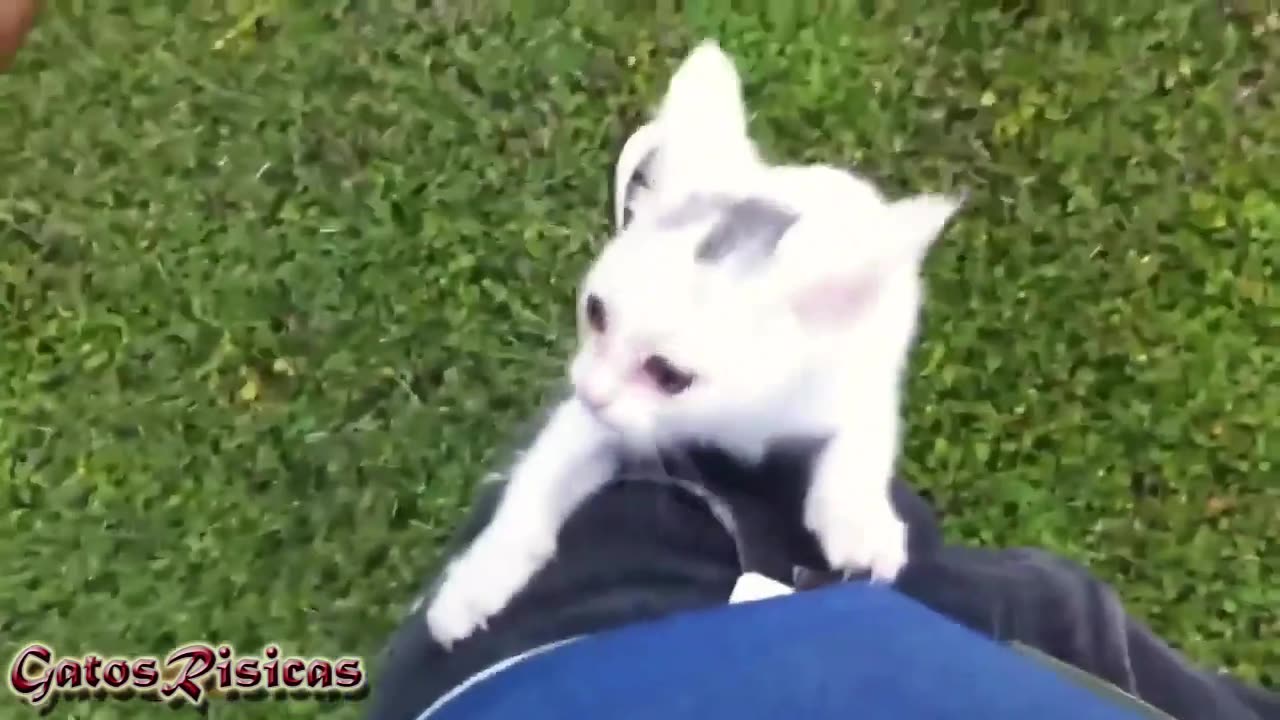 Beautiful kittens climbing humans!