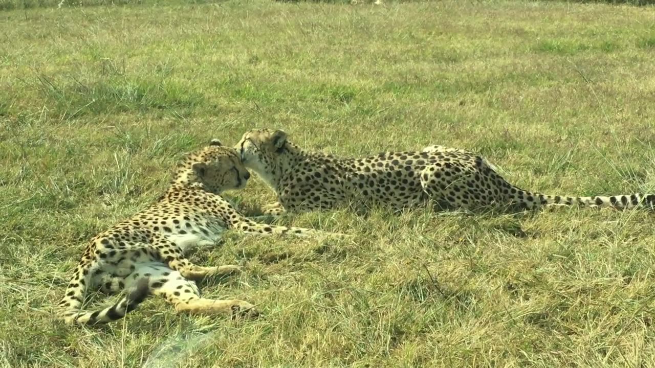 Two leopards (animal related video)