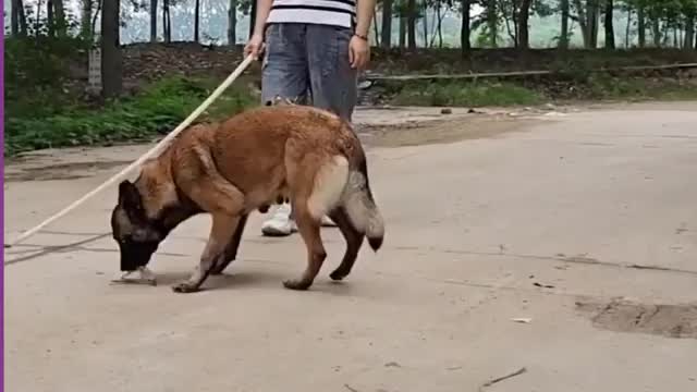 Dog funny video dog training videos interested video funny dog video funny video dog
