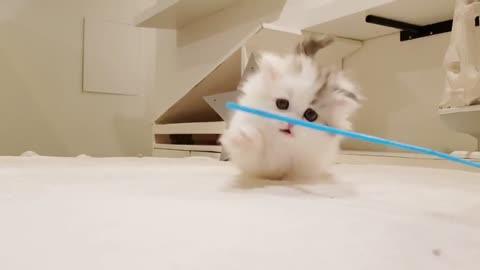 Cute Munchkin Cat Having Fun