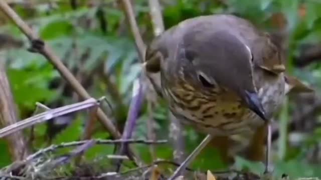Birds