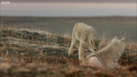 Living Among Wolves | Snow Wolf Family And Me | BBC