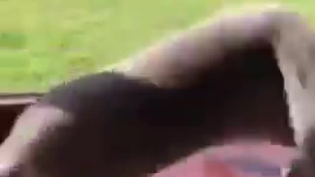 The funny cats /funny animals