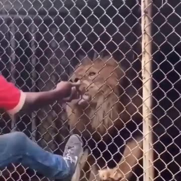 Why You Shouldn't Tease Caged Animals - FAFO